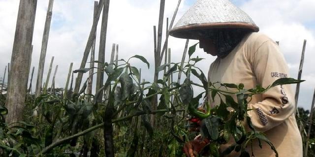 Rugi Hingga Rp 70 Juta, Petani Cabai di Banyumas Tanam Sayur Lain