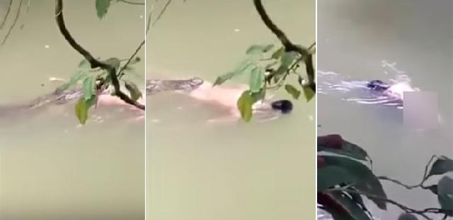 Buaya Muara 'Antarkan' Jasad Orang yang Diterkamnya ke Pawang