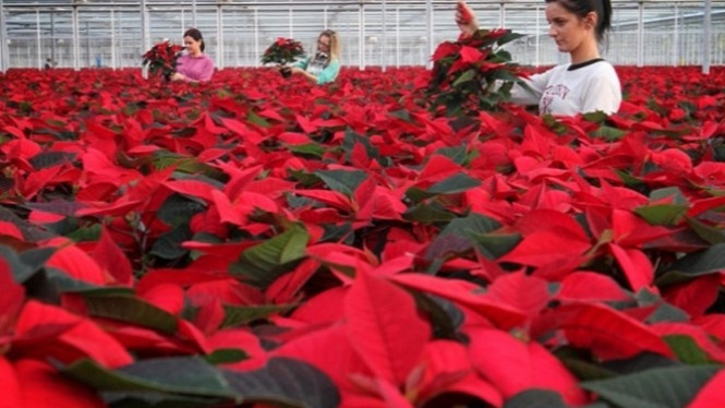 Kastuba, Bunga Natal yang Bisa Normalkan Siklus Menstruasi