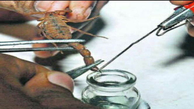 5 Cairan Paling Mahal di Dunia, Nomor 1 Racun Kalajengking