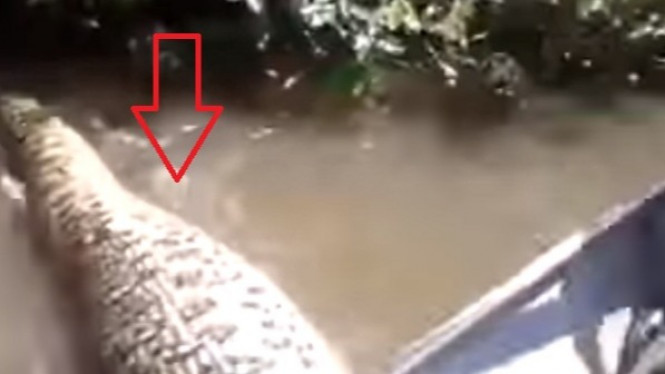 Pengejaran Menegangkan dan Mengerikan Ular Anaconda Raksasa