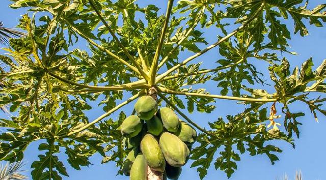 Getah Pepaya, Manfaatnya Dahsyat Tak Pernah Terduga