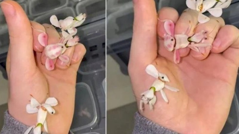 Wow! Terlihat Seperti Bunga Cantik, Serangga Ini Ternyata Pemburu yang Menakutkan