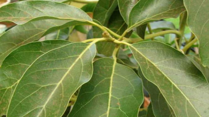 14 Manfaat Daun Alpukat, Salah Satunya untuk Obati Diabetes