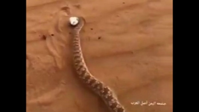 Cara Baru Menghadapi Ular Berbisa yang Mematikan