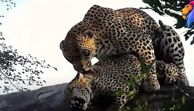 Proses Kawin Macan Tutul yang Menyakitkan di Taman Safari