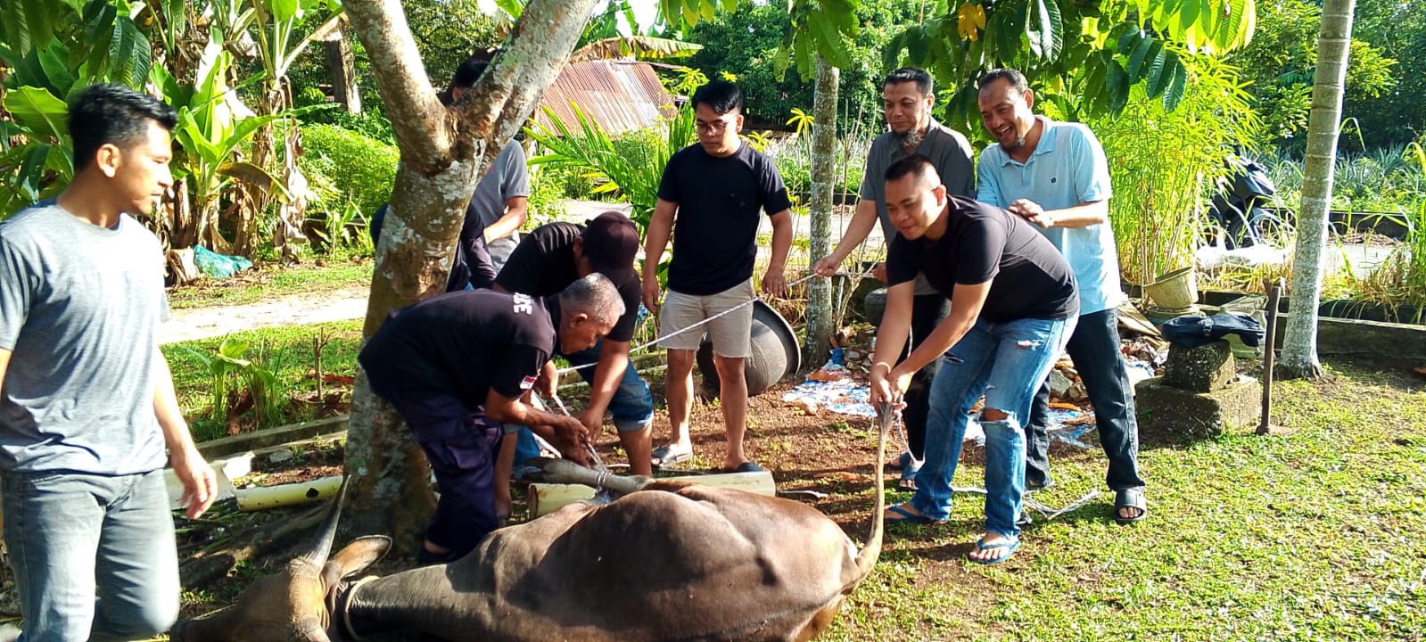 Diskominfotik Bengkalis Sembelih 6 Hewan Kurban di Idul Adha 1446 H