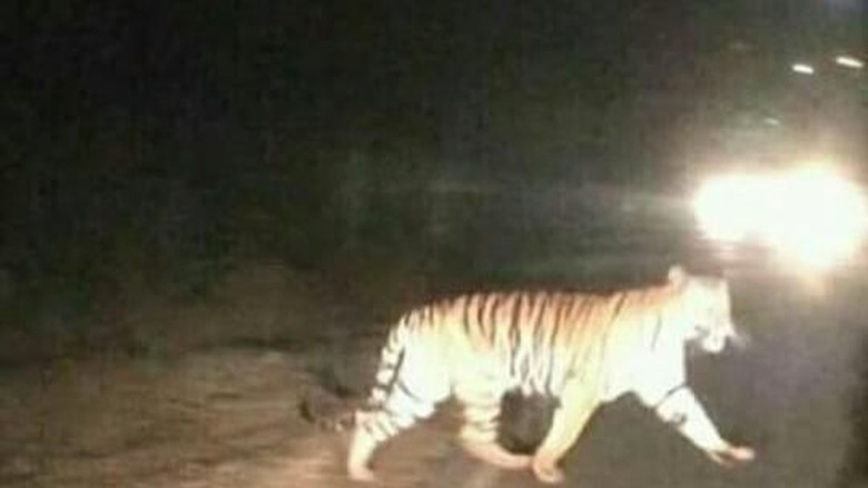 Viral! Heboh Harimau Sumatera Jalan-jalan di Jalan Raya di Jambi