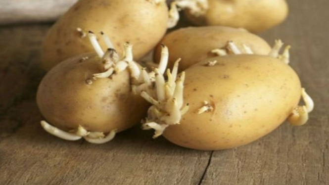 Waspada, 5 Makanan Berbahaya yang Ada di Dapur Anda