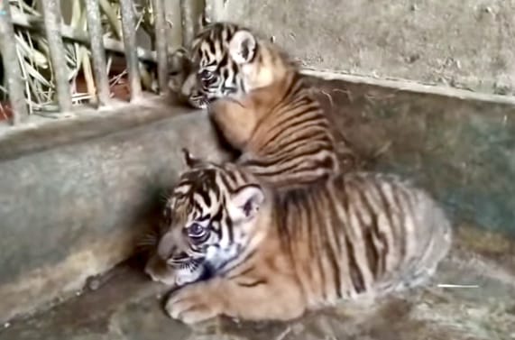 Lestari dan Rizki, Dua Harimau Sumatera Jadi Harapan Baru di TMSBK