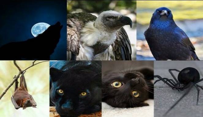 Coba Pilih Seekor Binatang dan Ketahui Sisi Gelap Diri Kamu