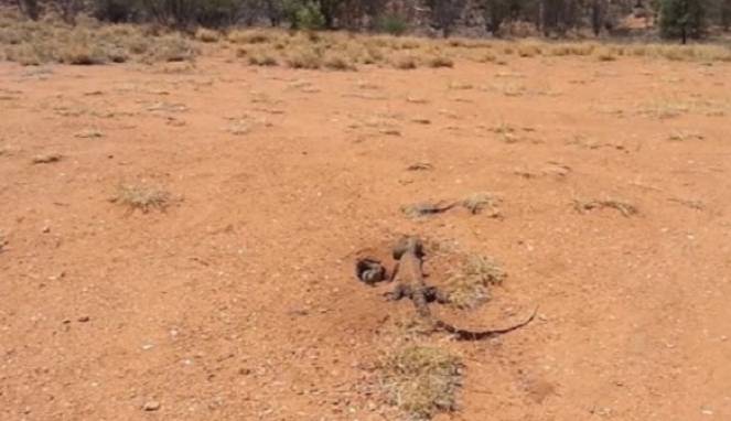 Rekaman Luar Biasa, Kadal Berburu Kelinci dan Memakannya Utuh