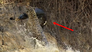 Video Nasib Tragis Seekor Buaya Besar yang Dimangsa Macan Tutul