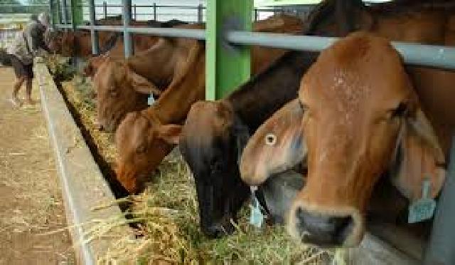 Kembangkan Siska, Pemkab Pelalawan Jalin Kerjasama Dengan Empat Perusahaan