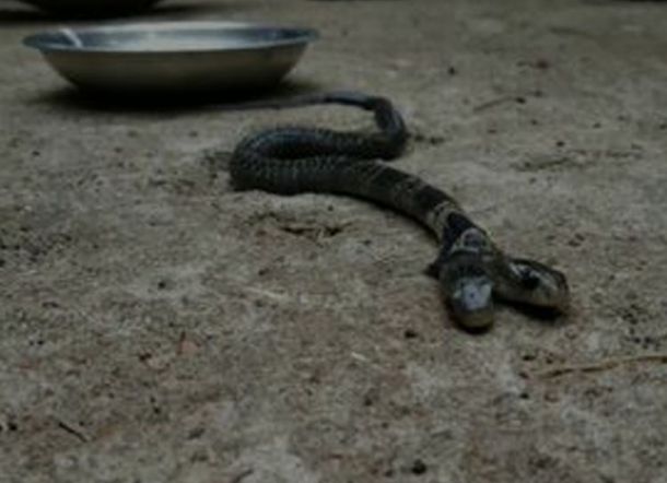 Warga Tak Mau Serahkan karena Mitos, Pakar Ungkap Penyebab Ular Berkepala Dua