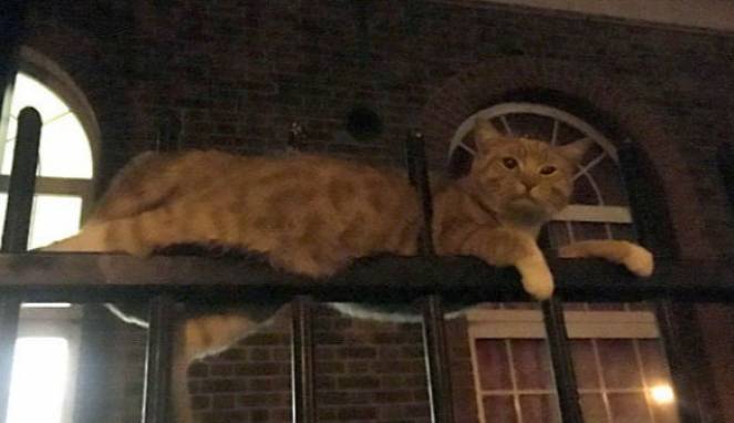 Beruntung, Kucing Ini Miliki 9 Nyawa