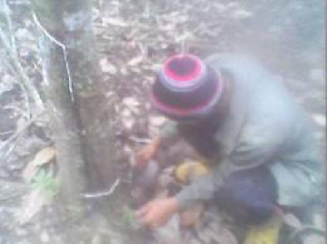 Di Tahun Politik, Petani Karet Merasa Terhimpit