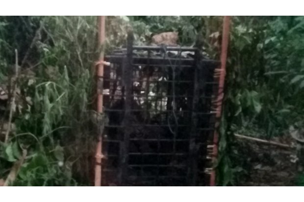 Warga Hadang Proses Evakuasi Harimau Sumatera yang Masuk Perangkap