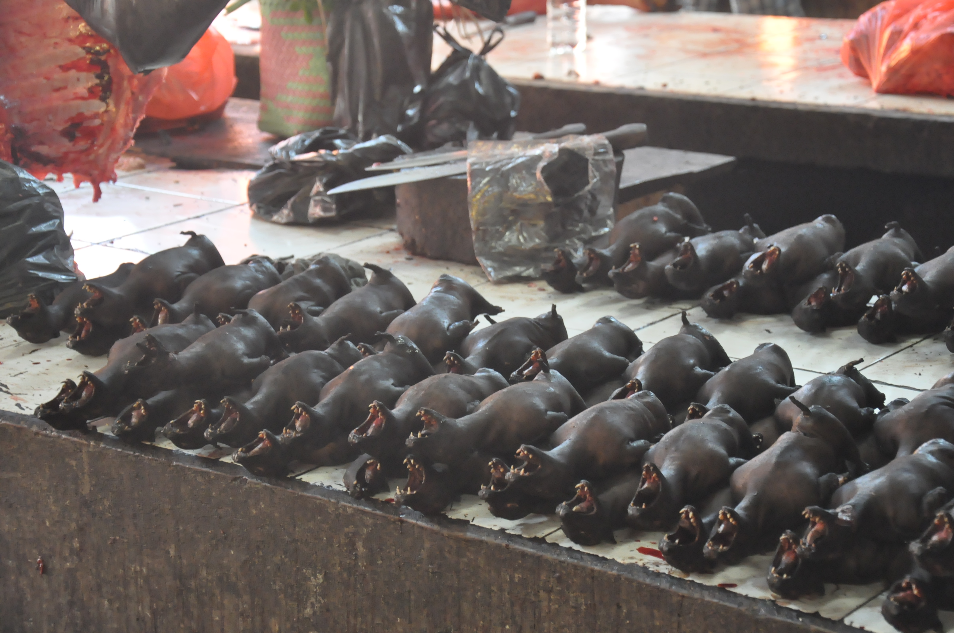 Kelelawar dan Ular Diduga Penyebab Penyebar Virus Corona