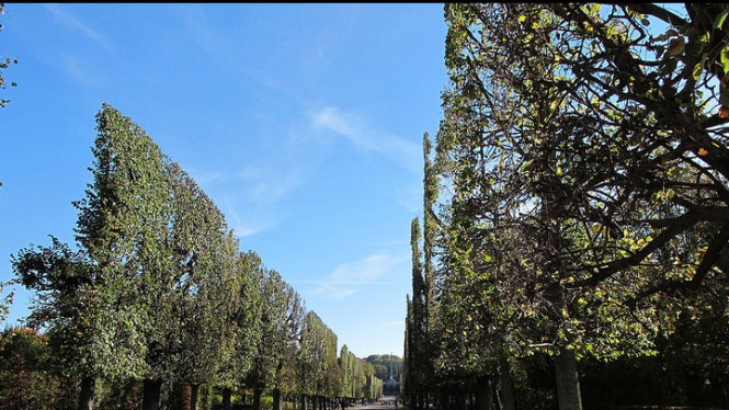 Bukan Foto Editan, Pepohonan ini Berbaris dengan Simetris