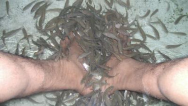 Pelanggan Kencingi Kolam Terapi, Ribuan Ikan Mati