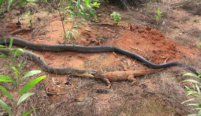 Video Ular King Kobra Berburu Biawak dan Memakannya Utuh