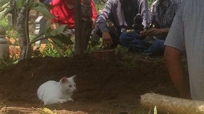 Viral ! Kucing Tak Mau Pergi dari Kuburan Tuannya, Garuk Tanah Seperti Tak Rela Ditinggal