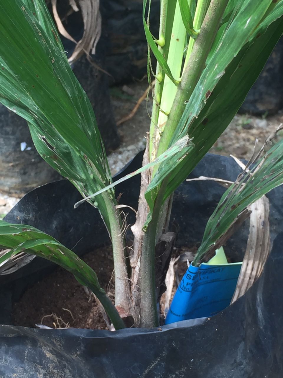 Komisi B Akan Panggil Dinas Pertanian, Terkait Pengadaan Bibit Sawit