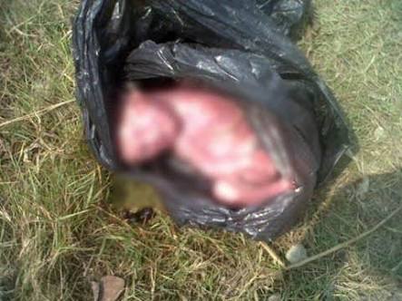 Susuri Ceceran Darah, Warga Temukan Mayat Bayi di Bawah Pohon Kelapa