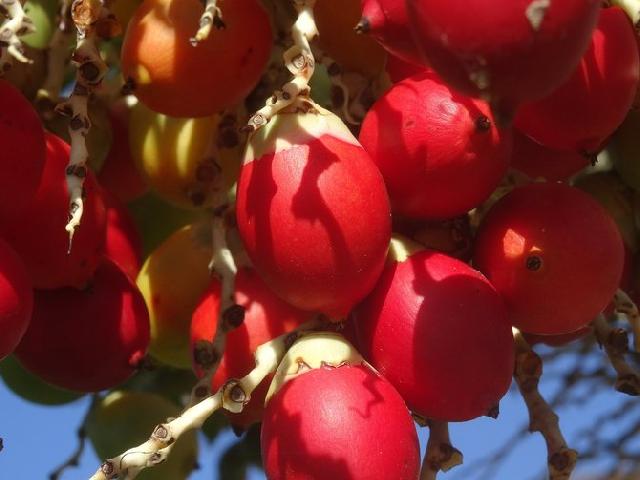 Kurma ruthob, hadiah istimewa Allah SWT bagi para wanita