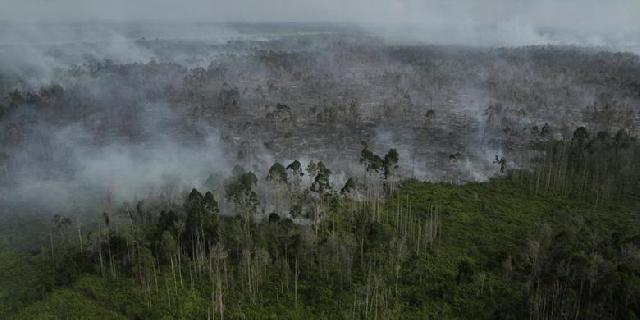 Walhi Minta Izin Perusahaan yang Terlibat Penyanderaan Polisi Hutan Dicabut