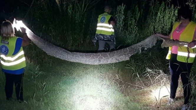 Ular Piton dengan 6 Meter Ini Jadi Buronan, loh Kenapa?