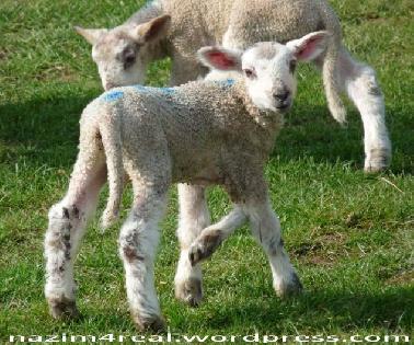 12-12-12, Anak Kambing Berkaki 6 dan Berkelamin Ganda Lahir