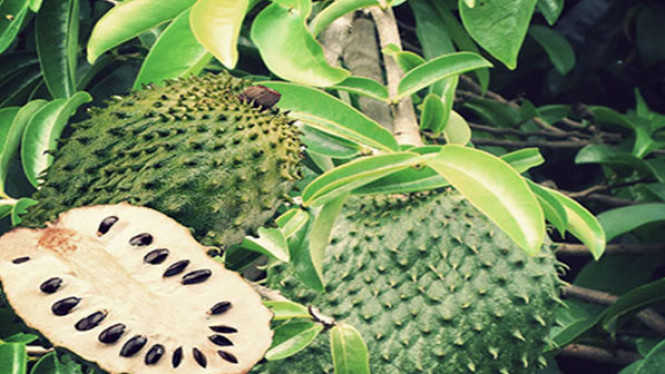 Benarkah Buah Sirsak Adalah Pembunuh Sel Kanker?