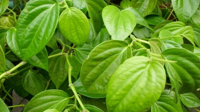 Bukan Mitos, Daun Sirih Ampuh Obati Herpes