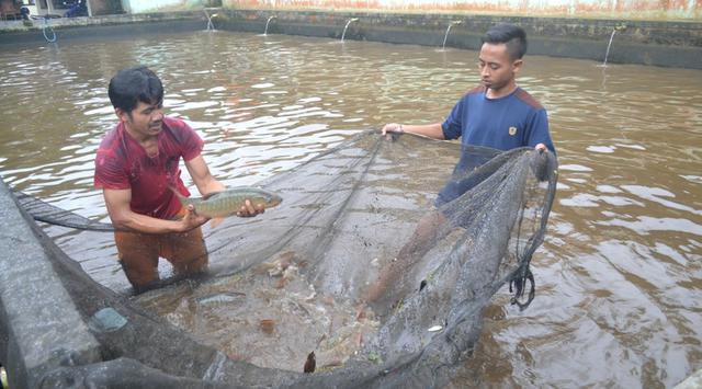 Ikan-Ikan Ngambek Ogah Bertelur, Ada Apa?