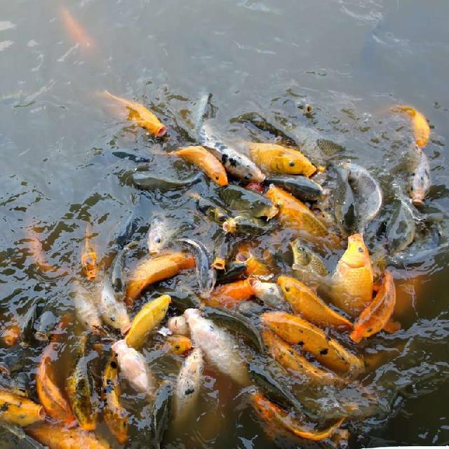 DPRD Dukung Perkuat Industri Perikanan