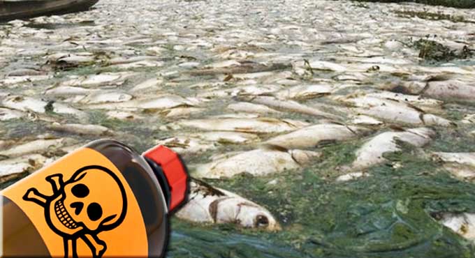 Diduga Ada Nelayan di Inhil Gunakan Racun Untuk Tangkap Udang Dan Ikan