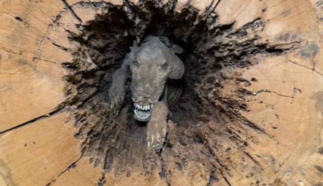 Potong Batang Pohon, Penebang Temukan Mumi Anjing di Dalamnya