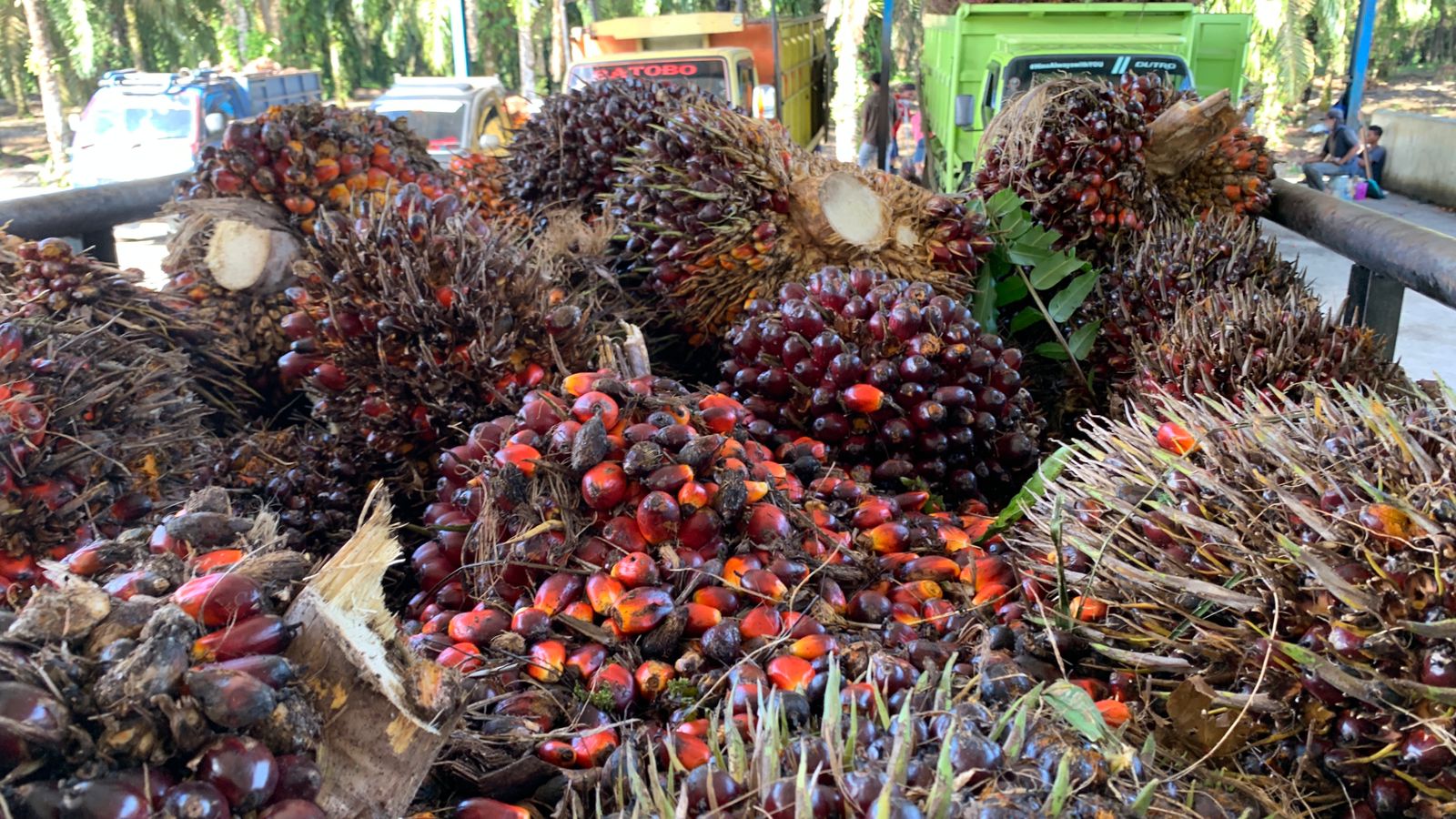 Harga TBS Kelapa Sawit Mitra Swadaya di Riau Capai Rp3.563 per Kilogram