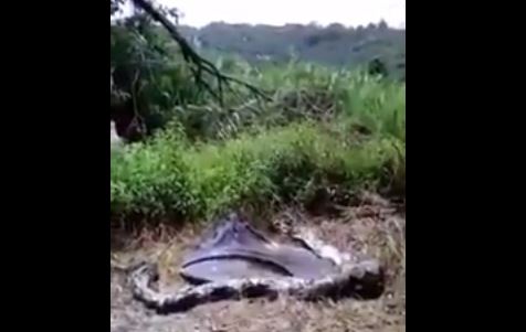 Kesal Ternaknya Dimangsa, Pria Ini Bacok Ular Piton Berkali-kali hingga 'KO'