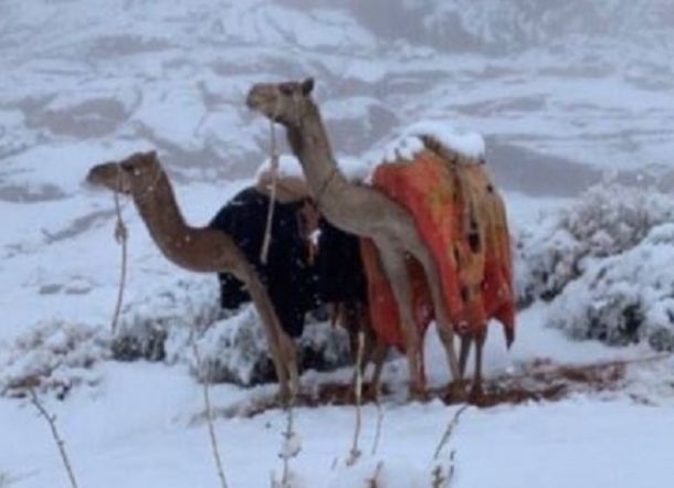 Kembali Arab Saudi Bersalju, Tutup Kawasan Pegunungan dan Gurun