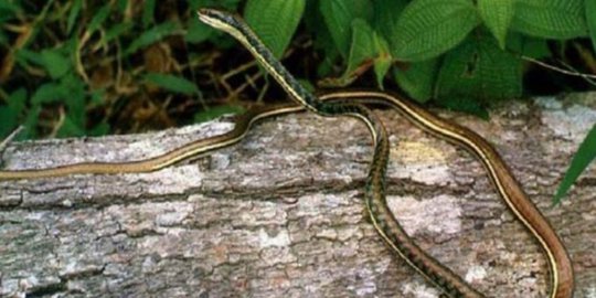 Unik, Racun ular ini tidak bisa membunuh manusia, namun bisa membunuh King Cobra