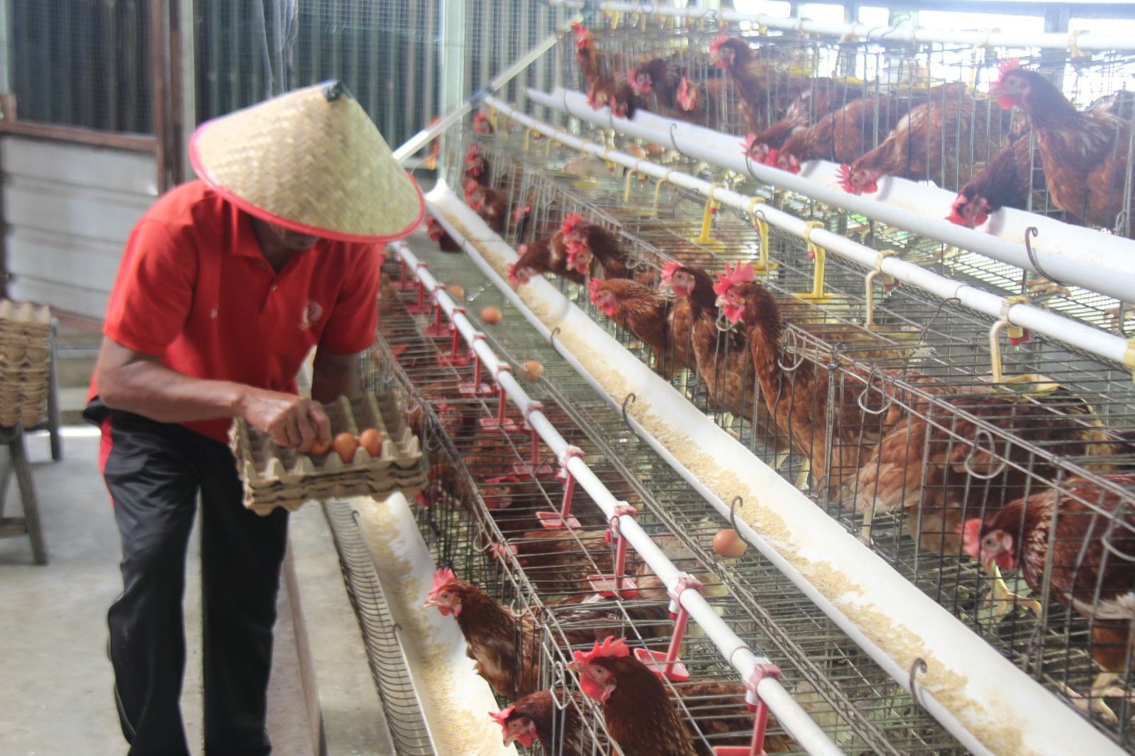 Panen Ratusan Butir per Hari, Peternakan Ayam Petelur Lapas Pekanbaru Dukung Ketahanan Pangan Nasional