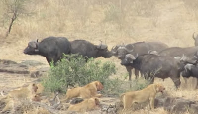 Kerbau Liar Afrika Jadi Pahlawan, Selamatkan Babi Hutan dari Kawanan Singa