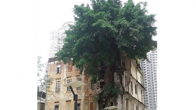 Selama 40 Tahun, Pohon Ini Tumbuh Menembus Bangunan