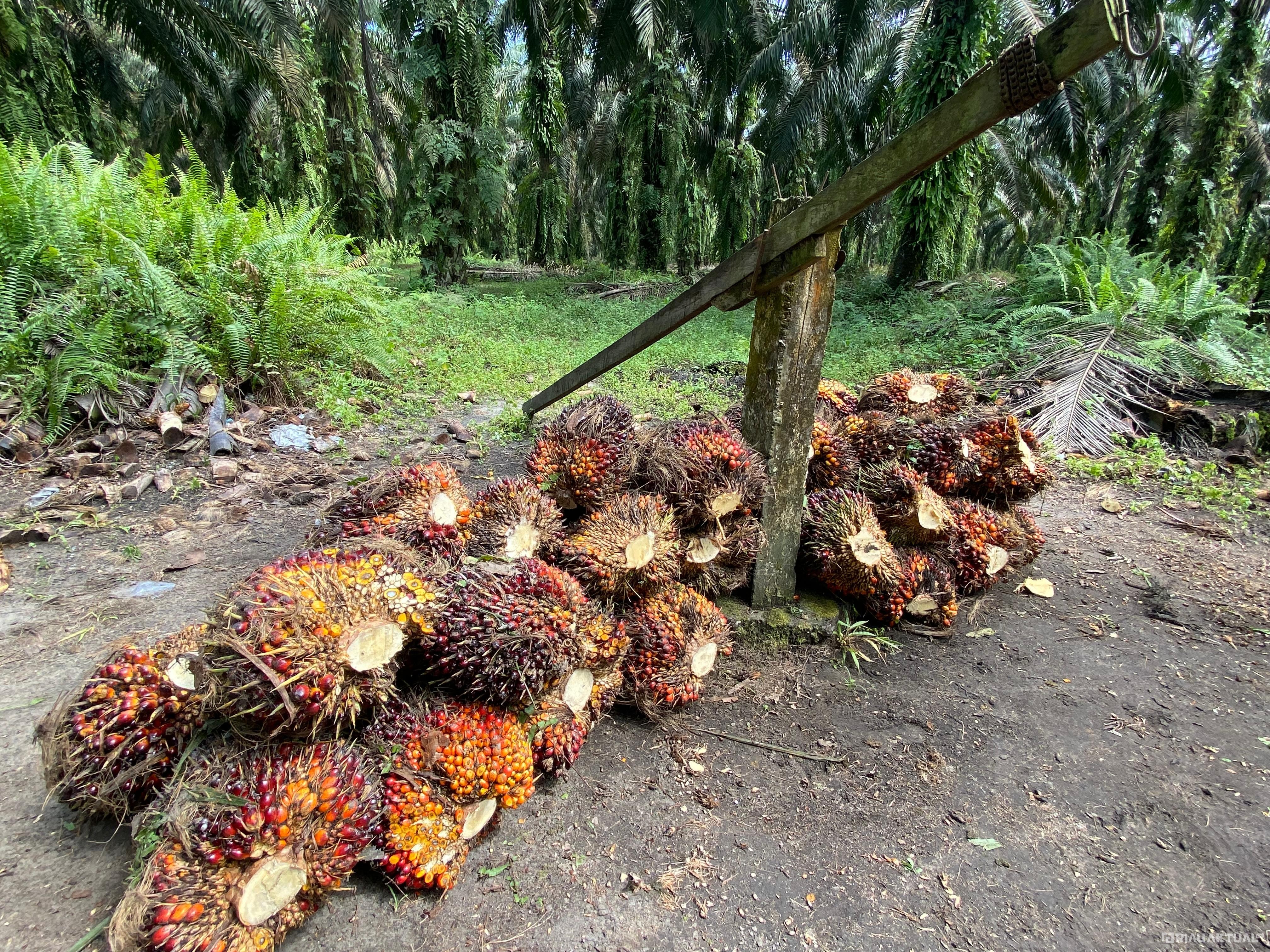 Usai Lebaran Harga TBS Swadaya Turun, Capai Rp3.293 per Kilogram