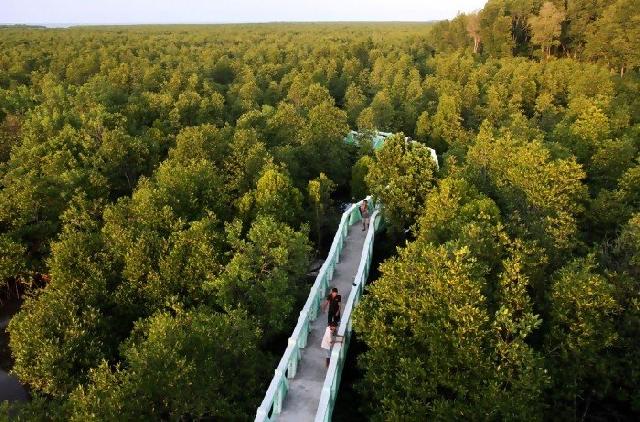 Mayoritas mangrove dinilai kurang baik