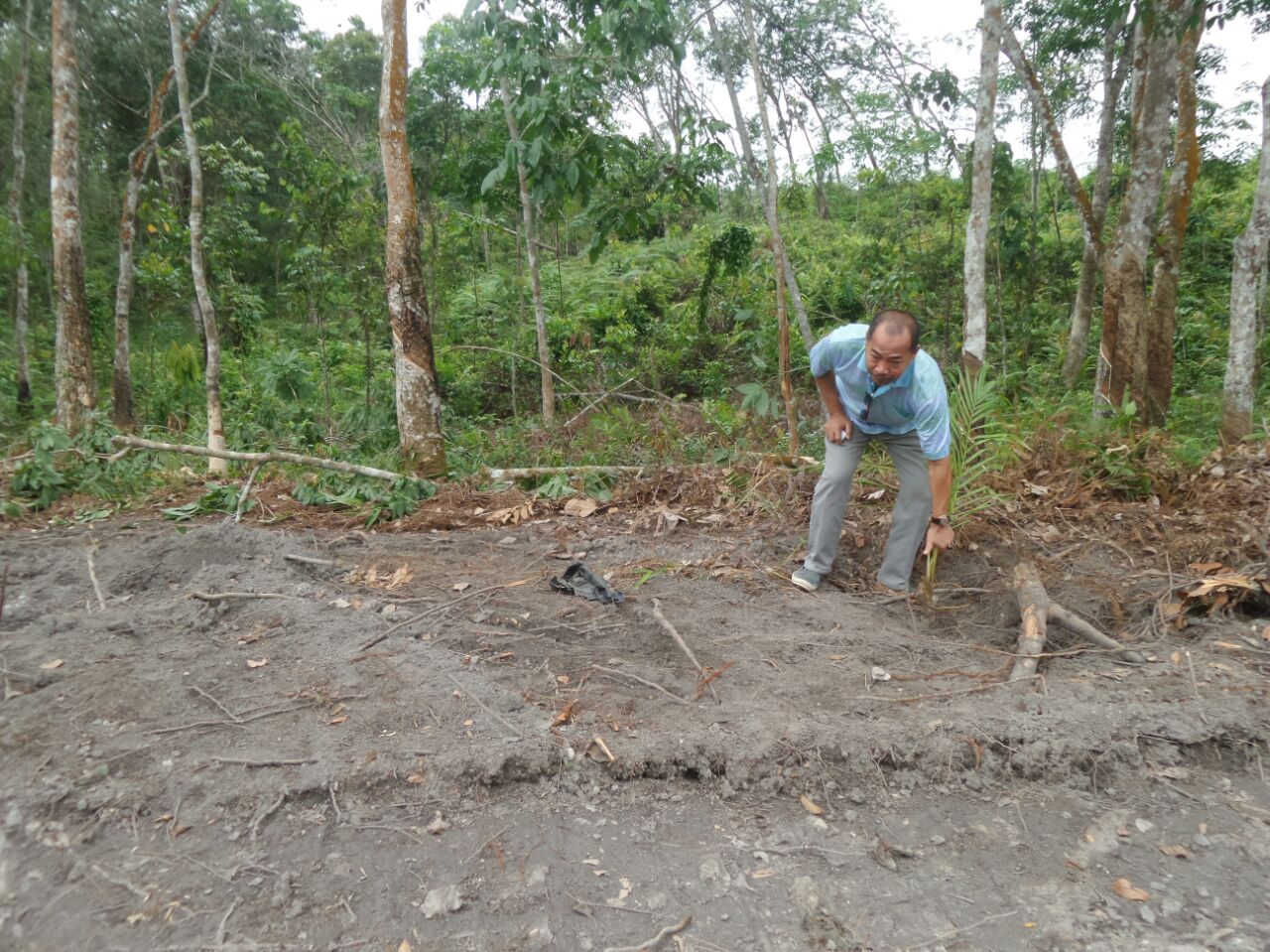 DPRD Minta Pemkab Panggil PPKS Medan, Terkait Bibit Sawit