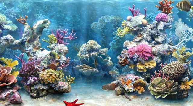 Riau Travel Mart, Dispora Bakal Pamerkan Terumbu Karang Pulau Jemur